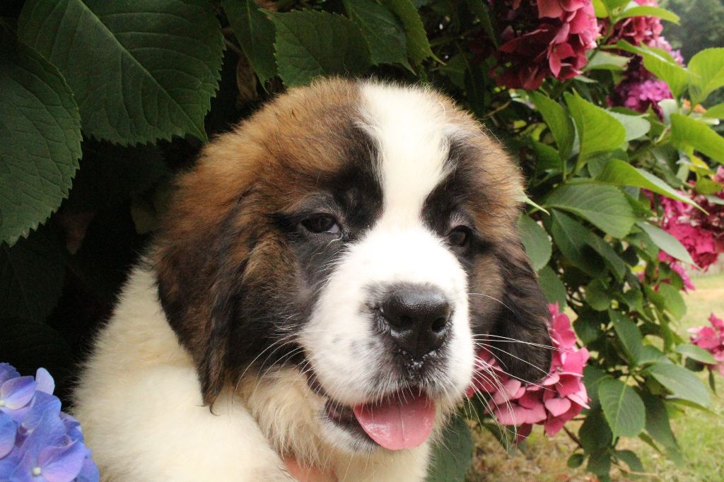 du Circuit des Eaux Vives - Chiot disponible  - Chien du Saint-Bernard