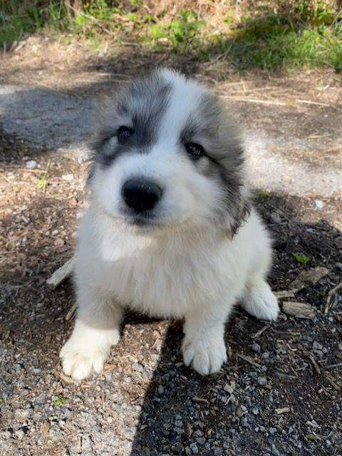 du Circuit des Eaux Vives - Chiot disponible  - Chien de Montagne des Pyrenees