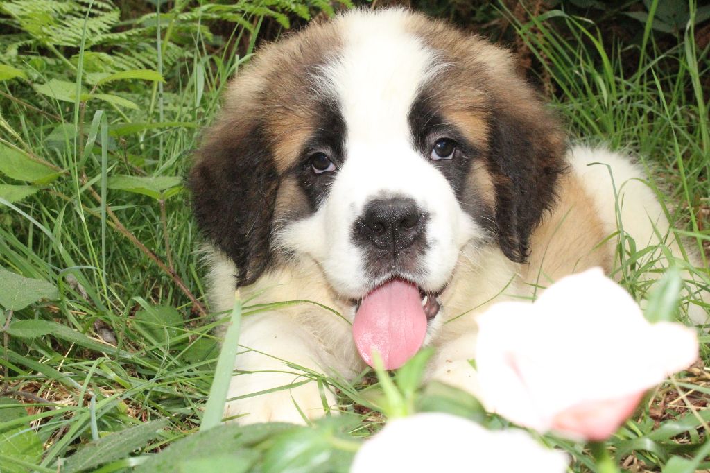 du Circuit des Eaux Vives - Chiot disponible  - Chien du Saint-Bernard