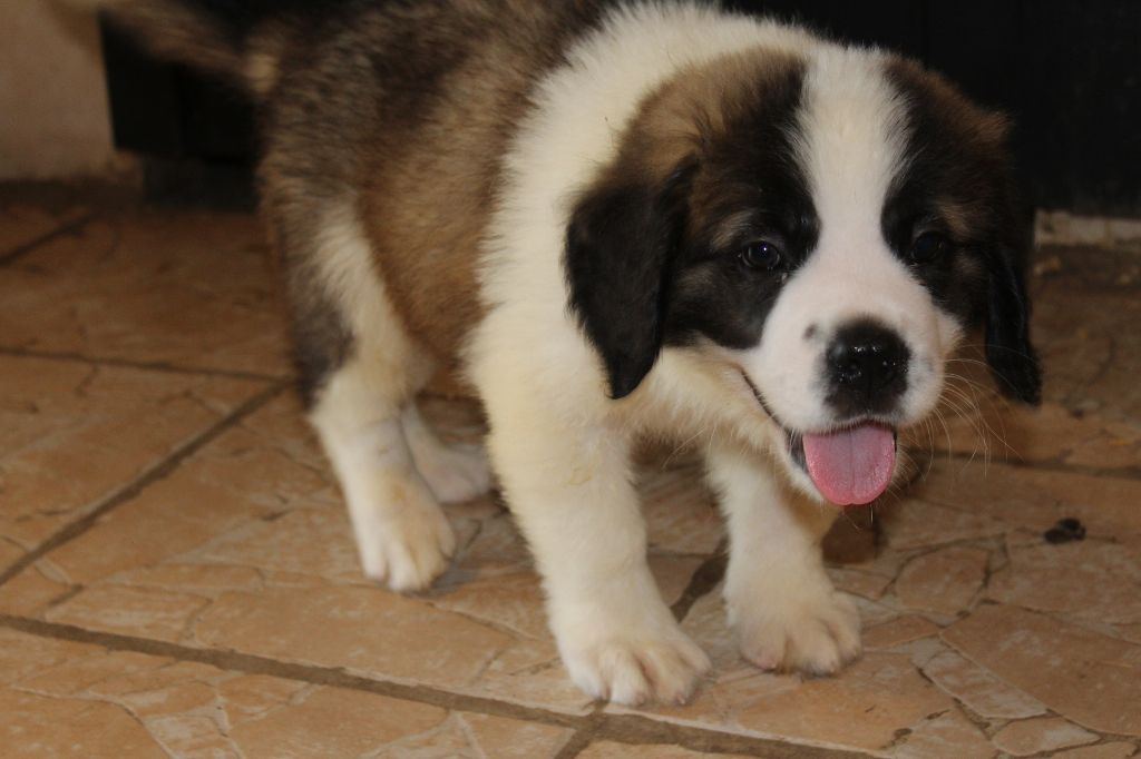 du Circuit des Eaux Vives - Chiot disponible  - Chien du Saint-Bernard