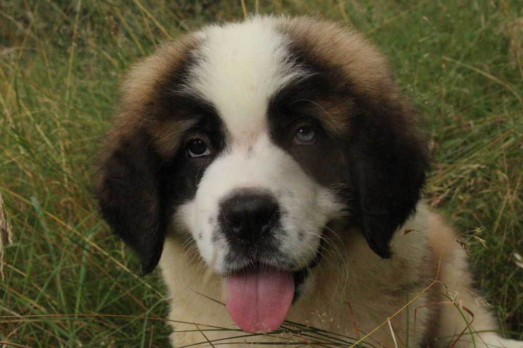 du Circuit des Eaux Vives - Chiot disponible  - Chien du Saint-Bernard