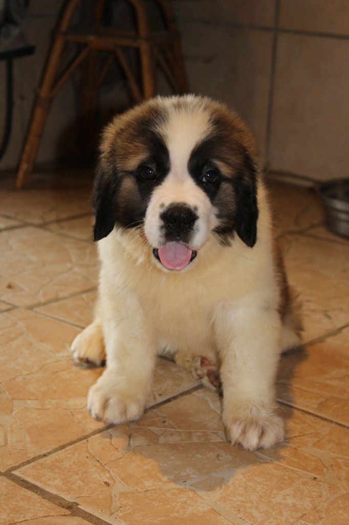 du Circuit des Eaux Vives - Chiot disponible  - Chien du Saint-Bernard