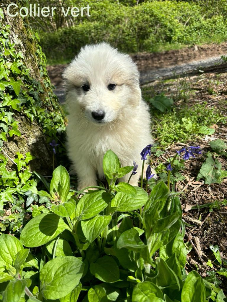 du Circuit des Eaux Vives - Chiot disponible  - Chien de Montagne des Pyrenees