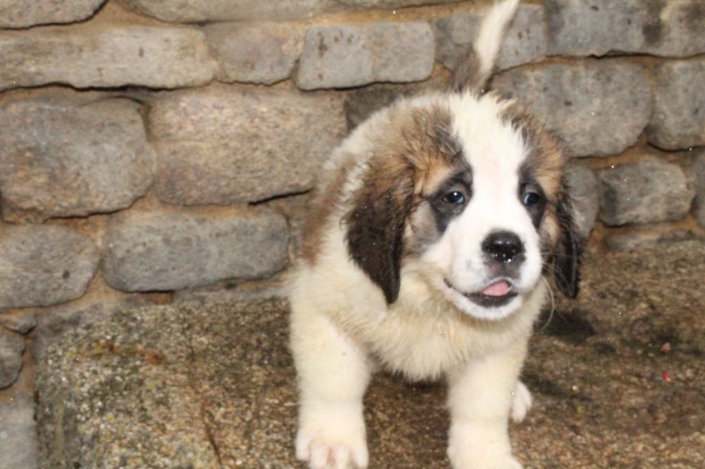 du Circuit des Eaux Vives - Chiot disponible  - Chien du Saint-Bernard