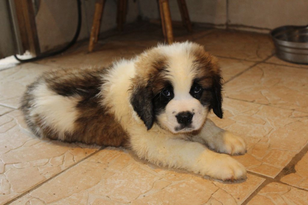 du Circuit des Eaux Vives - Chiot disponible  - Chien du Saint-Bernard