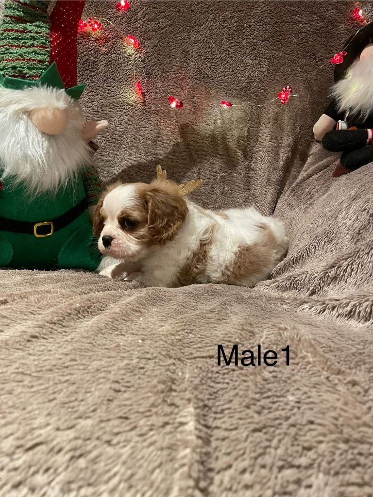 Pleins de bb a l'élevage 