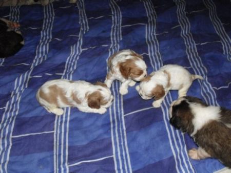 bb cannelle 2009