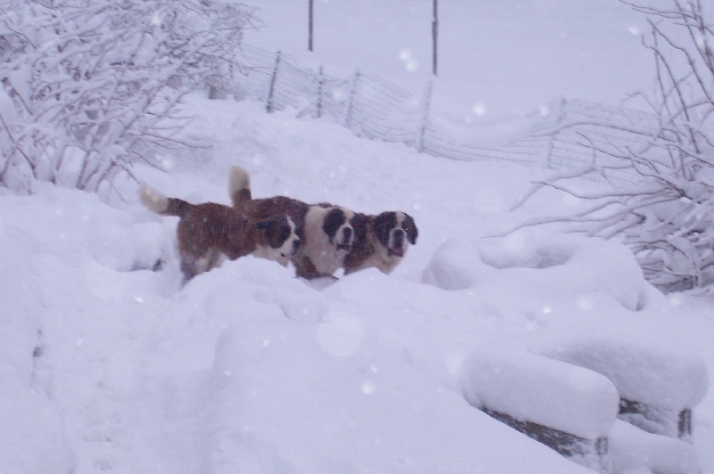 les st bernards à la maison