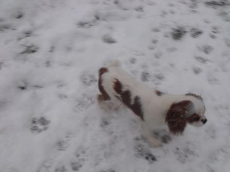 dans la neige avec nos st bernard et le BA