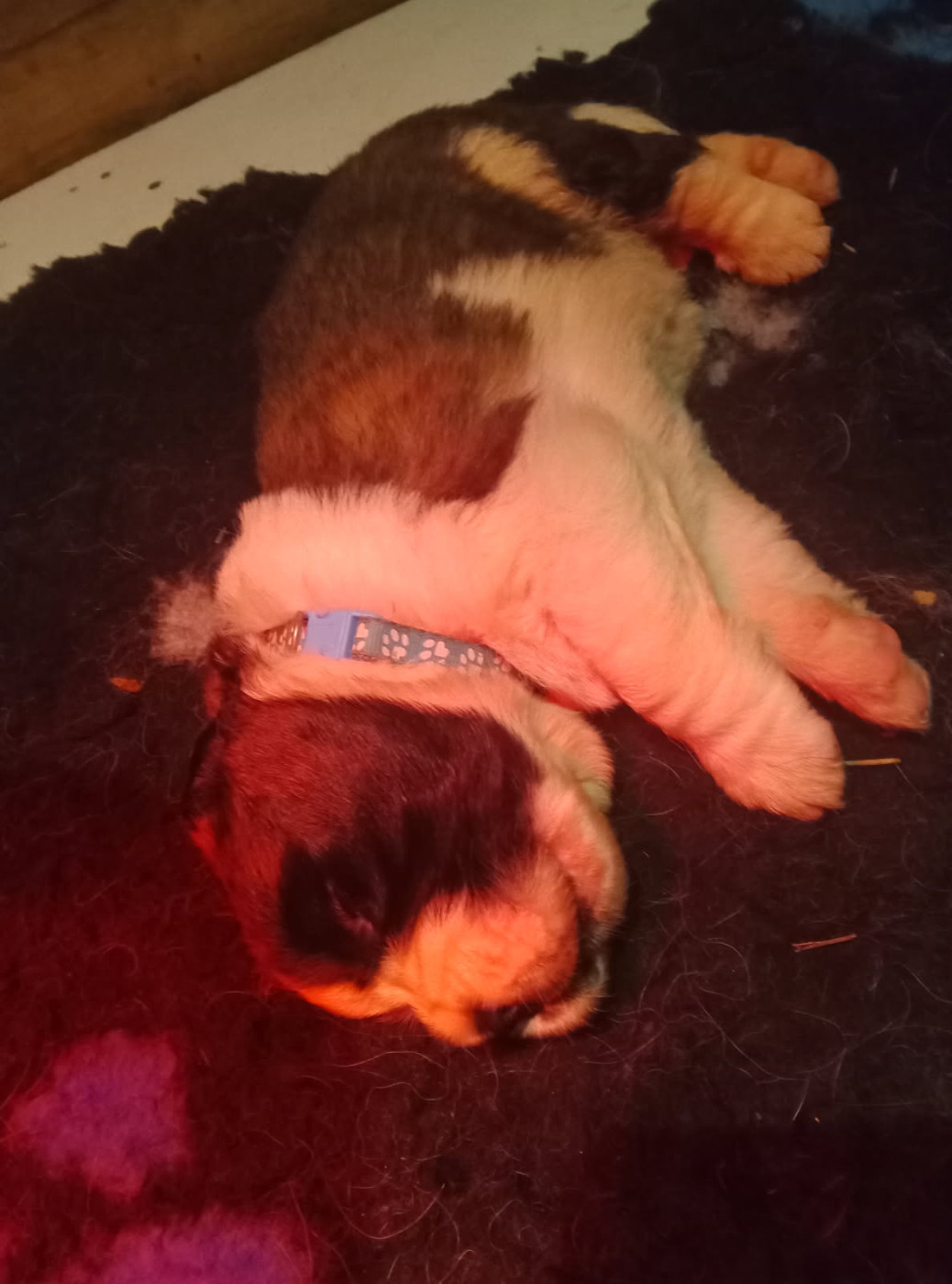 du Circuit des Eaux Vives - Chiots disponibles - Chien du Saint-Bernard