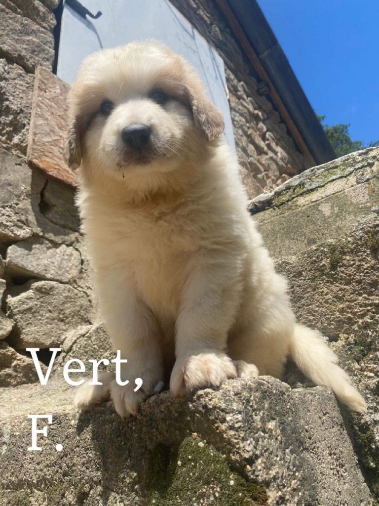 du Circuit des Eaux Vives - Chiots disponibles - Chien de Montagne des Pyrenees